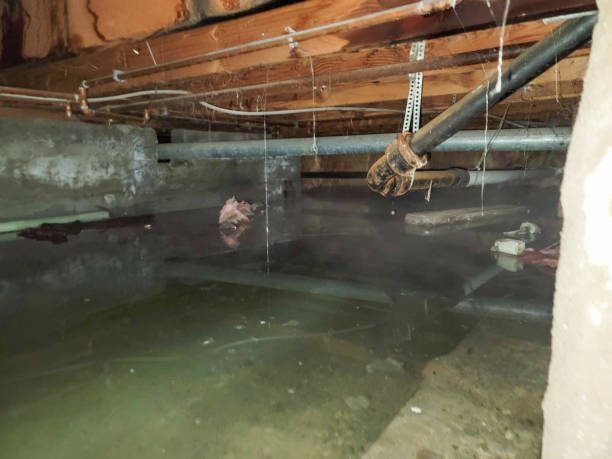 Best Water damage restoration near me  in Pierson, FL