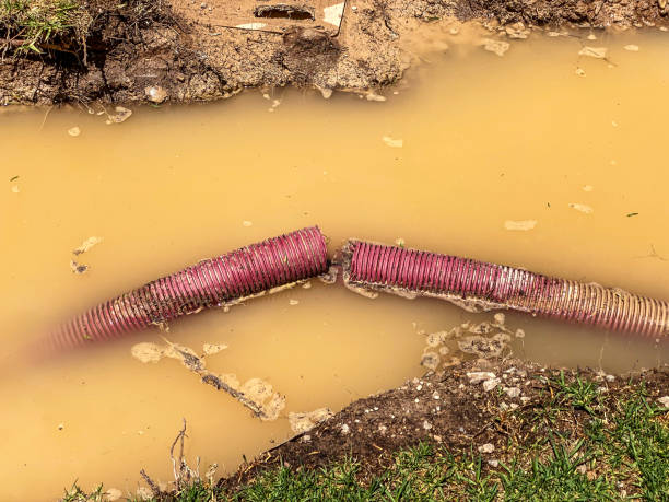 Best Water damage cleanup near me  in Pierson, FL